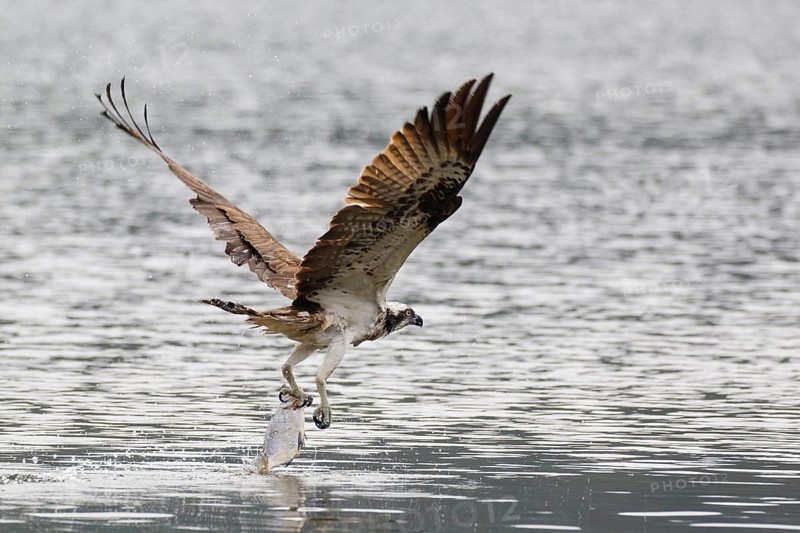 Western Osprey (Pandion haliaetus) flying with fish prey in its claws, Poland