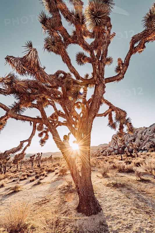 Woman at sunset in Joshua Tree National Park