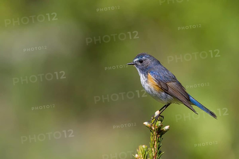 Orange-flanked Bluetail - Blauschwanz - Tarsiger cyanurus, Kazakhstan, male