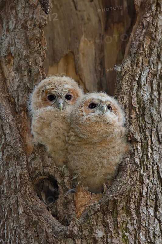 Tawny Owl (Strix aluco) two chicks looking out from breeding hole, Saxony, Germany