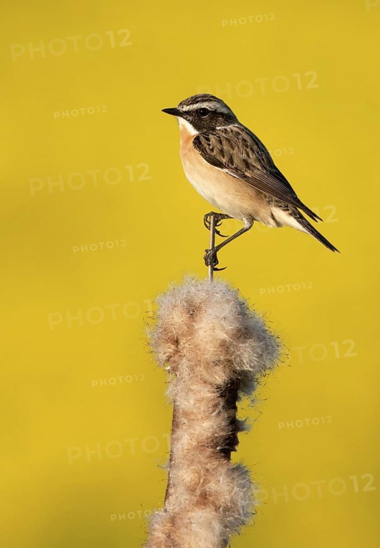 Whinchat (Saxicola rubetra), Mecklenburg-Western Pomerania, Germany