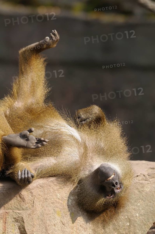 A baboon lying relaxed on its back on a rock, Guinea baboon (Papio papio), captive, Germany