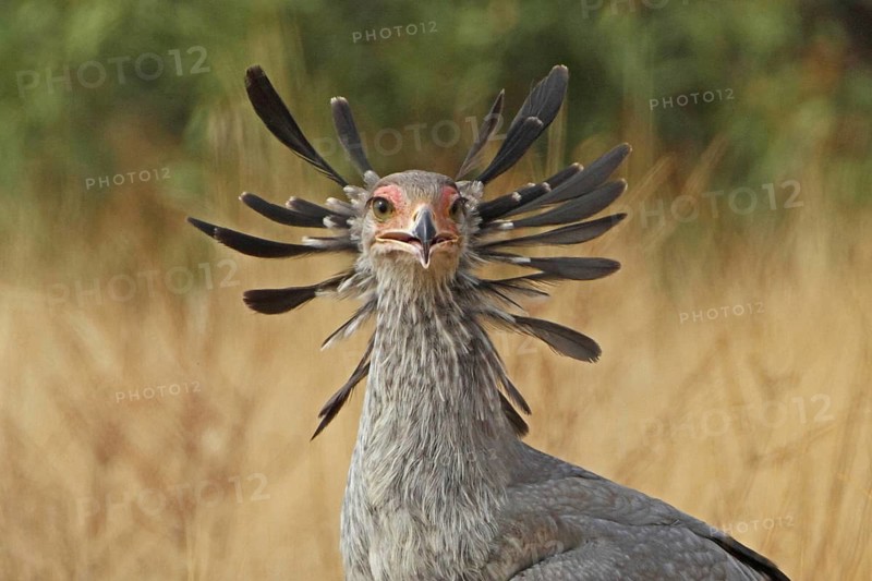 Secretarybird (Sagittarius serpentarius), Samburu, Kenya