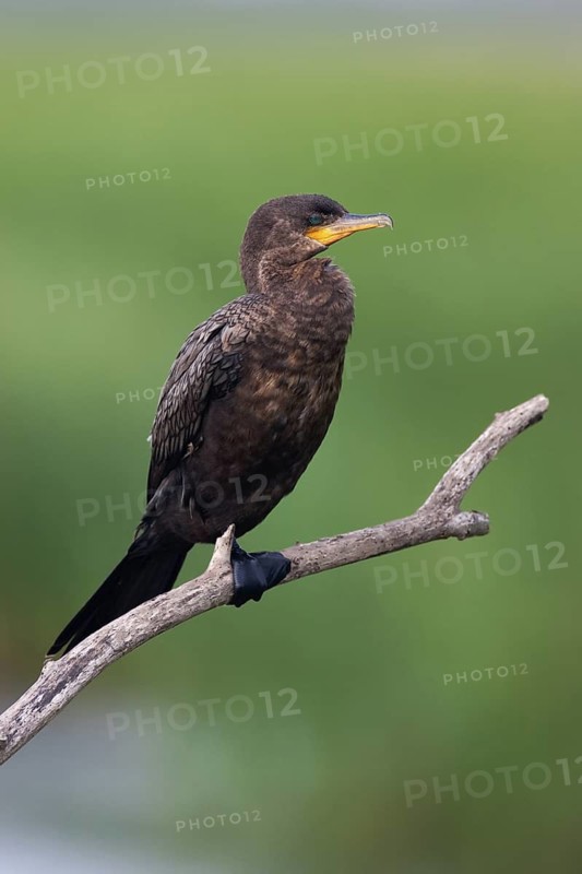 Neotropic Cormorant (Phalacrocorax brasilianus), Texas, USA