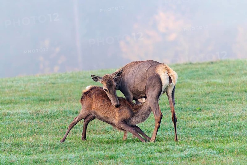 A female Altai maral (Cervus canadensis sibiricus) suckles her calf in a meadow in the cool first light of day