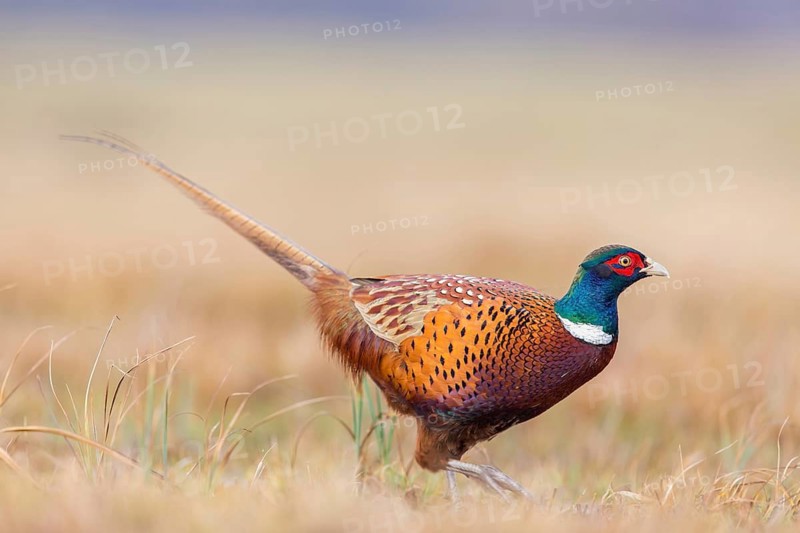 Pheasant, cock, male, (Phasianus colchicus), animals, birds, chicken family, centrapole, Kutno, Lodz, Poland