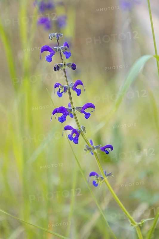 Meadow clary (Salvia pratensis) surrounded by grass, close-up, Neunkirchen, Lower Austria, Austria