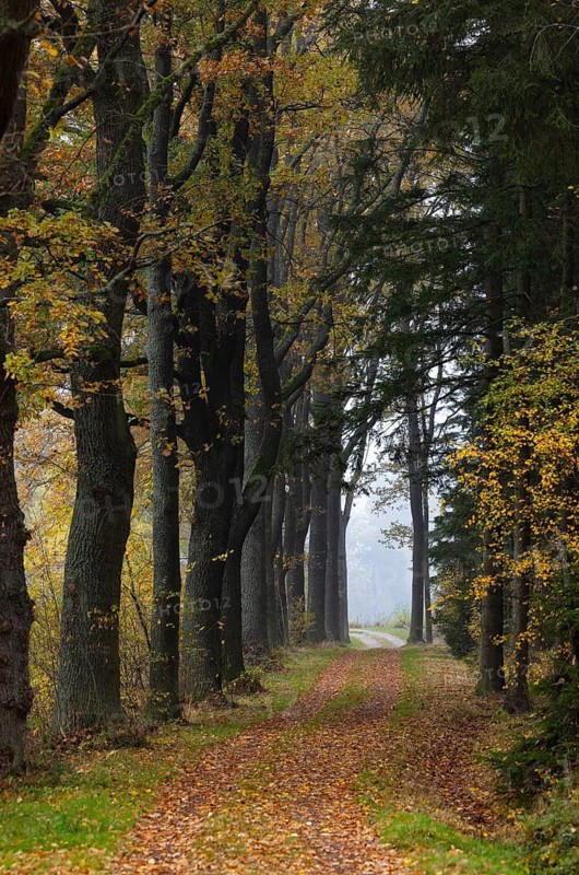 Oak avenue with morning mist in autumn, Gmünd, Waldviertel, Lower Austria, Austria