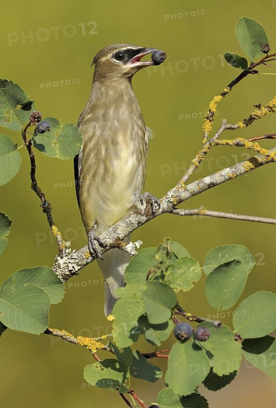 Cedar Waxwing (Bombycilla cedrorum) feeding on berries, British Columbia, Canada