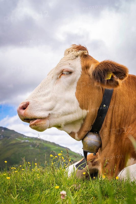 A cow lies relaxed in a meadow with yellow flowers in front of a partly cloudy sky in a mountain landscape, Penken, Zillertal. Austria