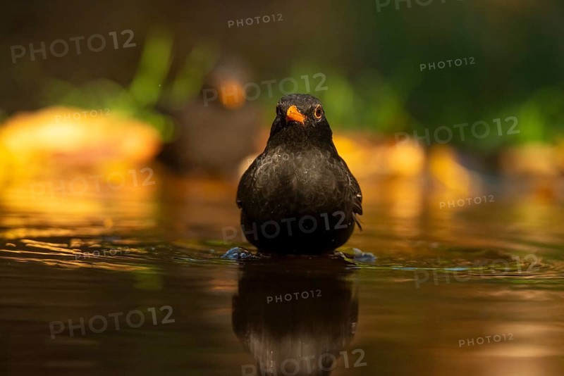 A common blackbird, known scientifically as Turdus merula, submerges itself in a sunlit pond, surrounded by vibrant greenery