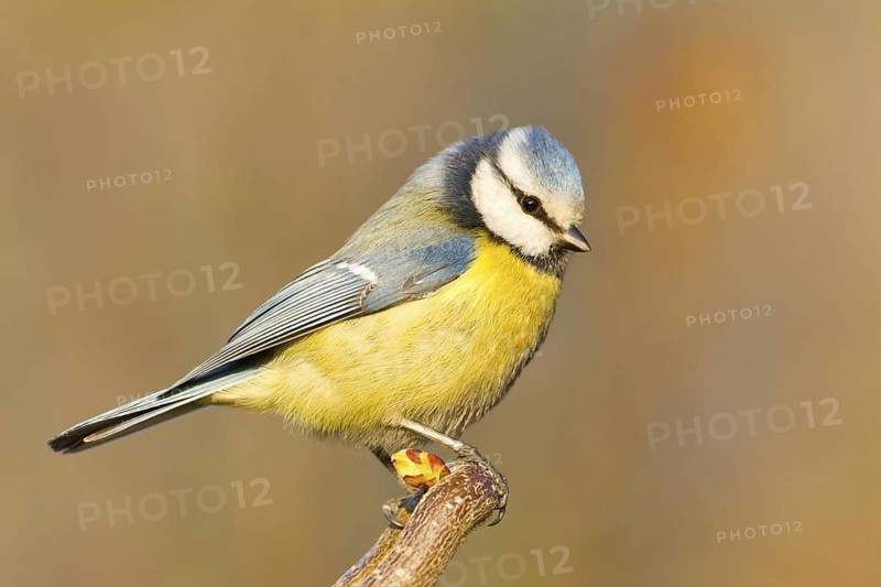 Eurasian Blue Tit (Cyanistes caeruleus), Baden-Wuerttemberg, Germany