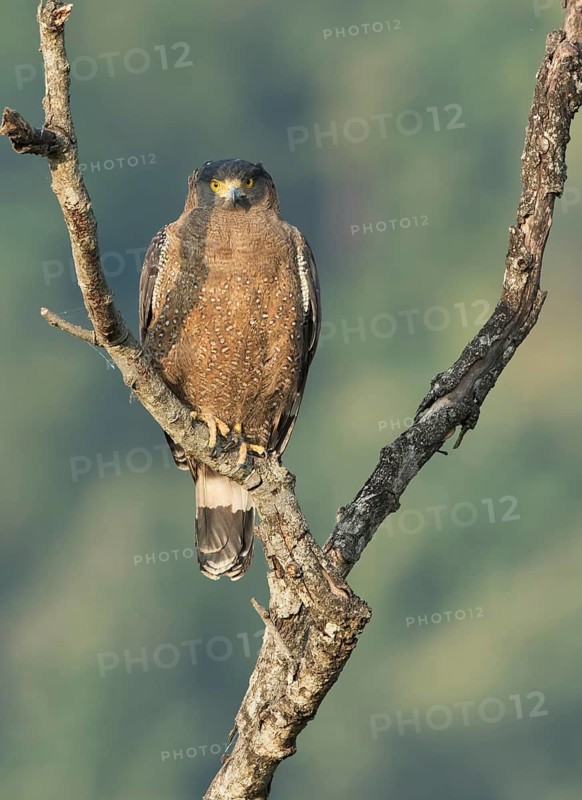Crested Serpent Eagle (Spilornis cheela) perched on a branch, West Bengal, India