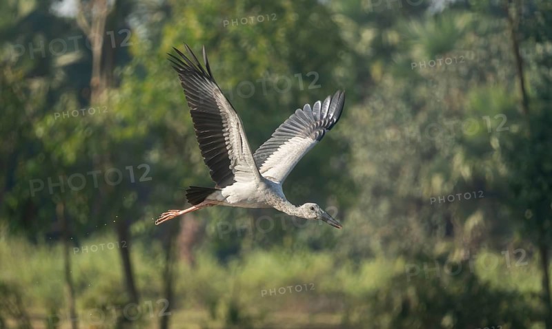 An Asian Openbill stork (Anastomus oscitans), Sreepur, Gazipur, Bangladesh