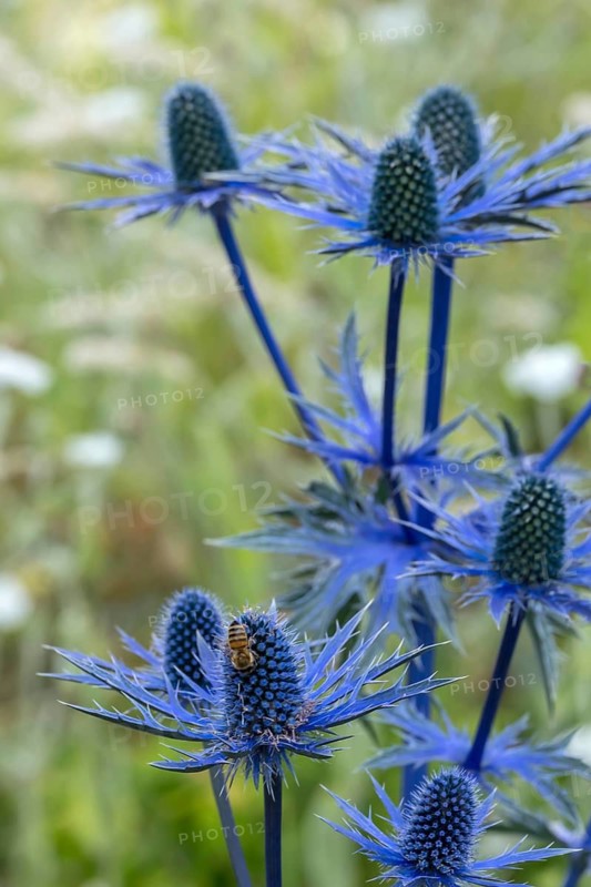 Eryngium planum, blue hobbit, sea holly, thistle, Münsterland, North Rhine-Westphalia, Germany