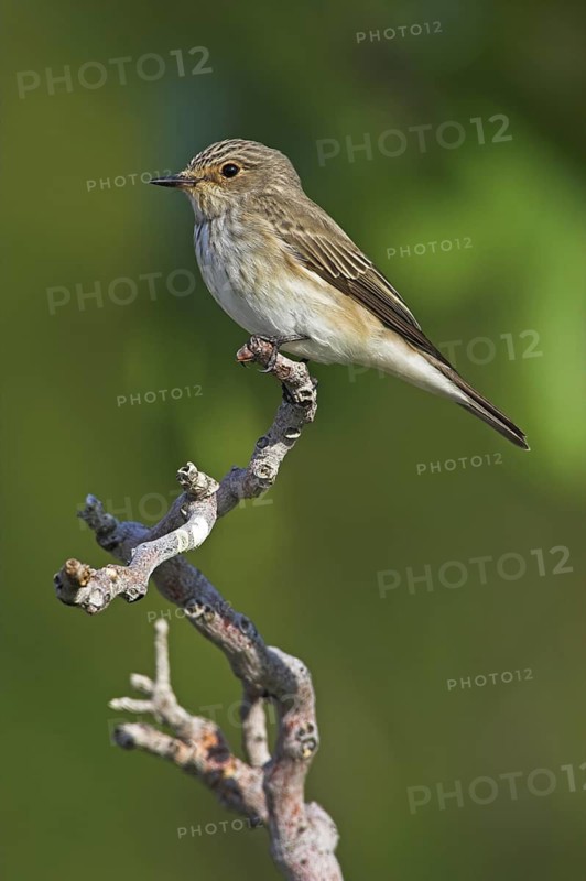 Spotted Flycatcher (Muscicapa striata), Lesvos, Greece