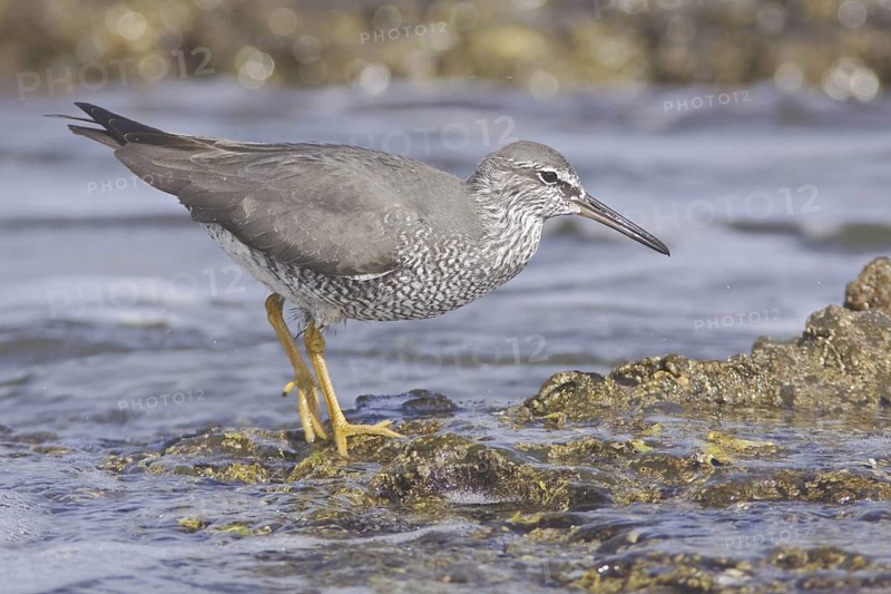 Wandering Tattler (Tringa incana), Ecuador