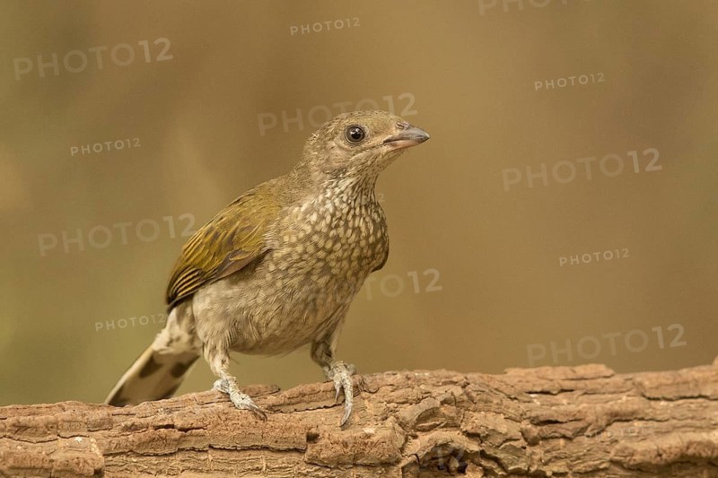 Spotted Honeyguide (Indicator maculatus), Gambia