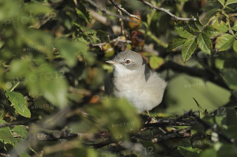 Common Whitethroat (Sylvia communis), Denmark