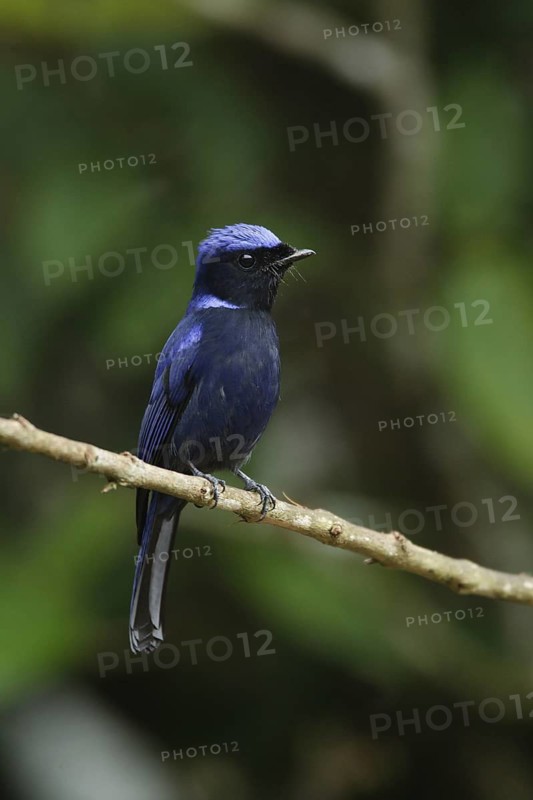 Large Niltava (Niltava grandis), Fraser's Hill, Malaysia