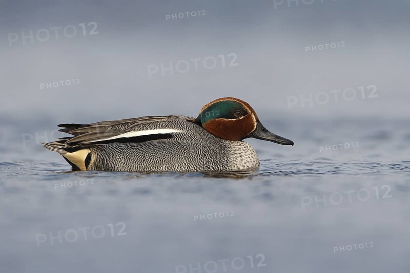Eurasian Teal (Anas crecca) male, Utrecht, Netherlands