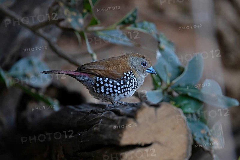 Pink-throated Twinspot (Hypargos margaritatus) female, South Africa