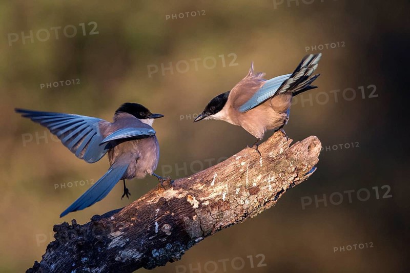Iberian Magpie (Cyanopica cooki) wrangling, Andalusia, Spain