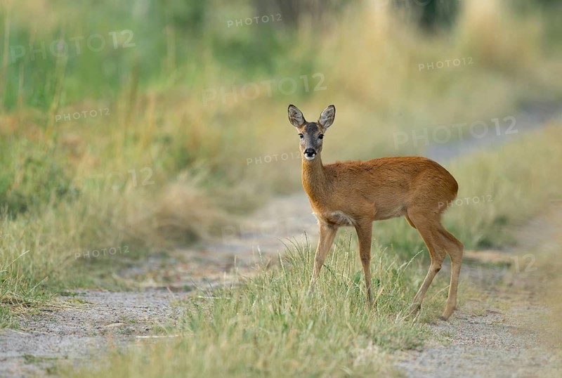 Roe deer (Capreolus capreolus), standing on a dirt track, wildlife, Lower Saxony, Germany