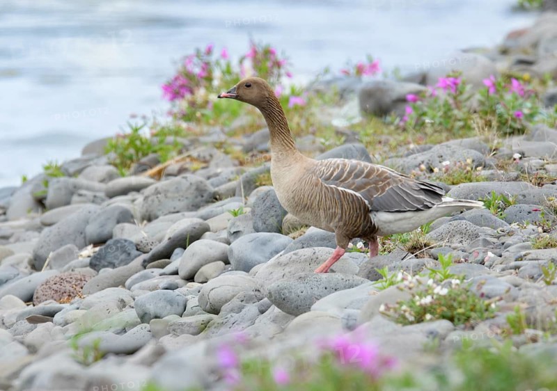 Pink-footed Goose (Anser brachyrhynchus), Iceland