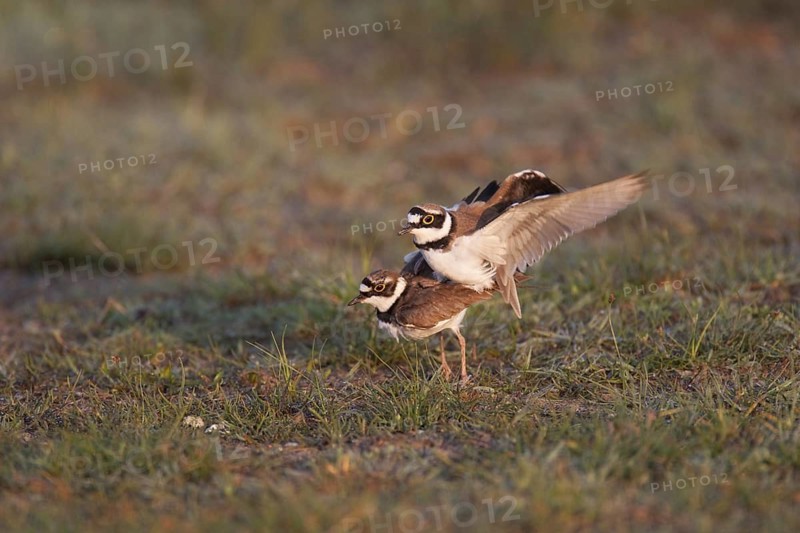 Little Ringed Plover (Charadrius dubius), Lake Neusiedl, Austria