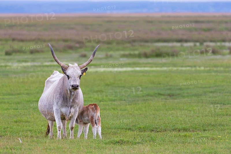 Hungarian Grey Cattle, Hungarian Grey Cattle, (Bos primigenius taurus), cow with calf, animal kids, Lake Neusiedl, Illmitz, Burgenland, Austria