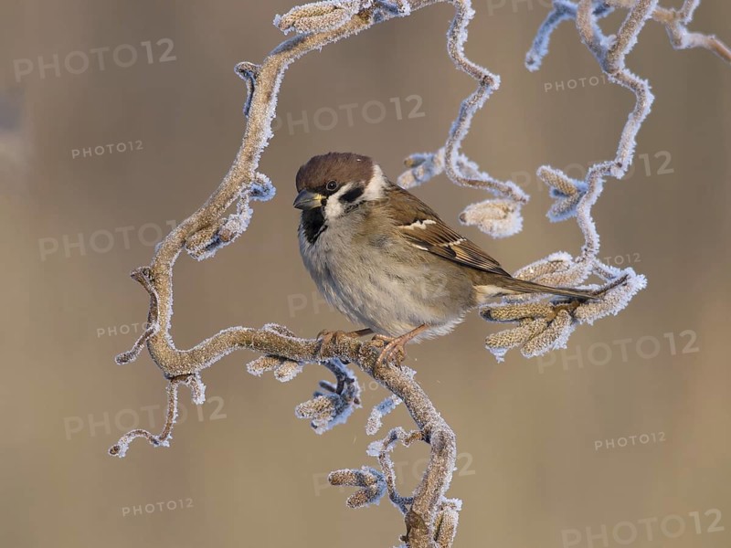 Eurasian Tree Sparrow (Passer montanus), Utrecht, Netherlands