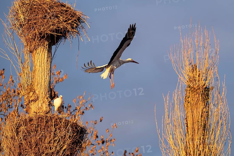 White storks, Rapperswil, Switzerland