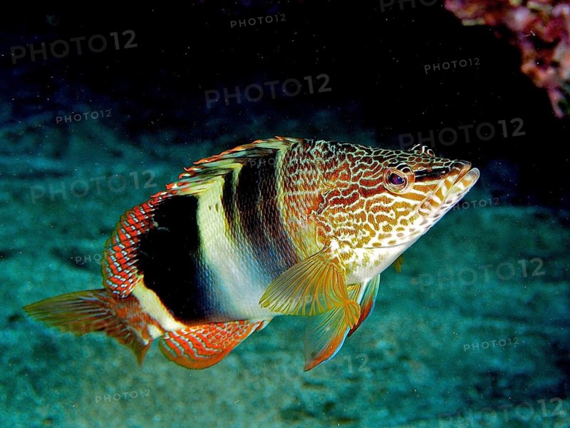 Sculpted perch (Serranus scriba)