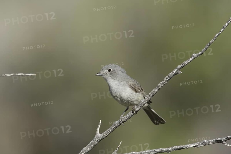 Grey Vireo (Vireo vicinior) male, California, USA