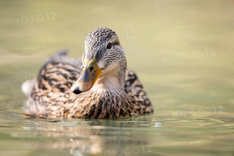 Mallard (Anas platyrhynchos) female on a lake, Bavaria, Germany