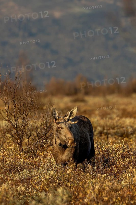 A young bull moose (Alces alces) with very small antlers, moose rut, rutting season, autumn, Ruska, September, Norway