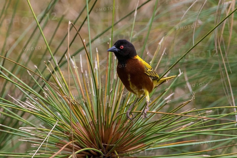 Golden-backed Weaver (Ploceus jacksoni) male, Arusha, Tanzania