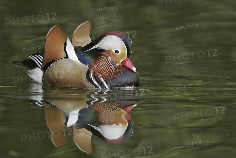 Mandarin Duck (Aix galericulata) male, Arizona, USA