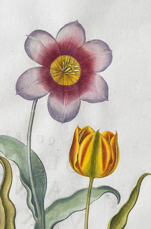Red-white and yellow-red tulip flowers (Tulipa), hand-coloured copperplate engraving by Basilius Besler, from Hortus Eystettensis, 1613