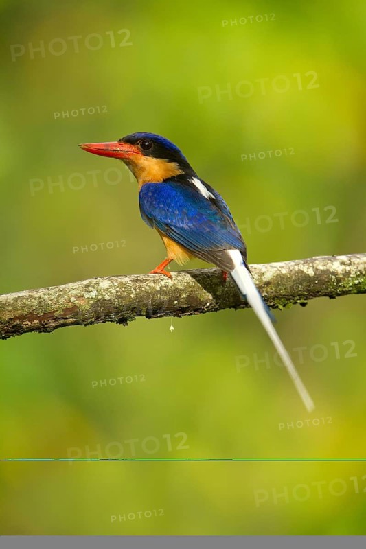 Buff-breasted Paradise Kingfisher (Tanysiptera sylvia), Queensland, Australia