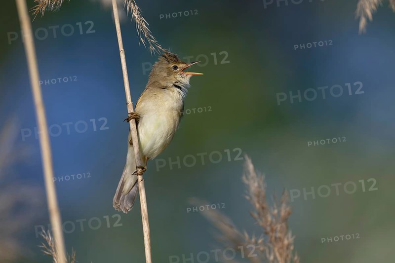 Marsh Warbler (Acrocephalus palustris) singing, Saxony, Germany