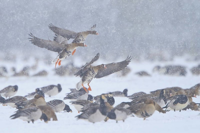 Greater White-fronted Goose (Anser albifrons), North Rhine-Westphalia, Germany