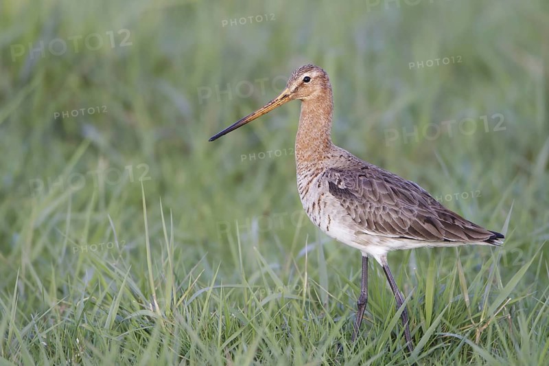 Black-tailed Godwit (Limosa limosa)