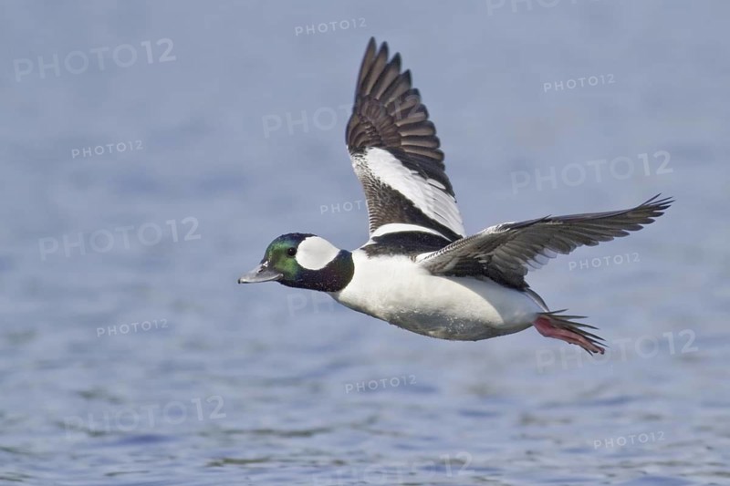 Bufflehead (Bucephala albeola) male flying, British Columbia, Canada