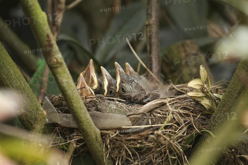 Common Blackbird (Turdus merula) juvenile, Lower Saxony, Germany