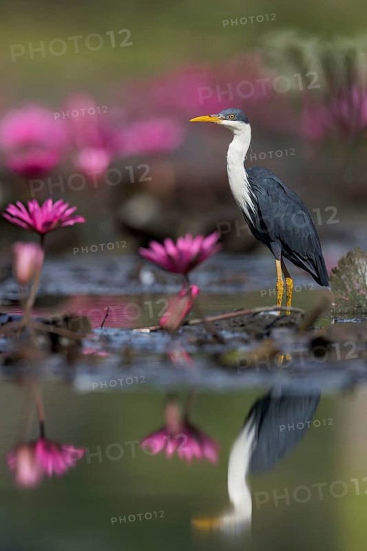 Pied Heron (Egretta picata) in a wetland area in Papua New Guinea