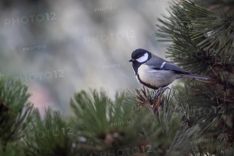 Great Tit (Parus major), Emsland, Lower Saxony, Germany