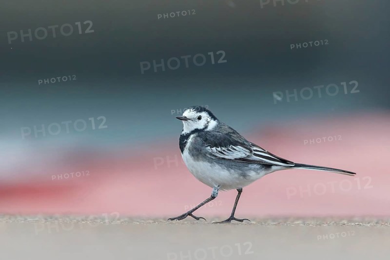 White wagtail, (Motacilla alba), animals, birds, songbirds, family of wagtails and pipits, biotope, habitat, foraging, Heligoland Island, Schleswig-Holstein, Federal Republic of Germany