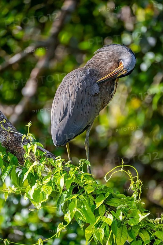 Bare-throated tiger heron (Tigrisoma mexicanum) in a tree, Tortuguero National Park, Costa Rica